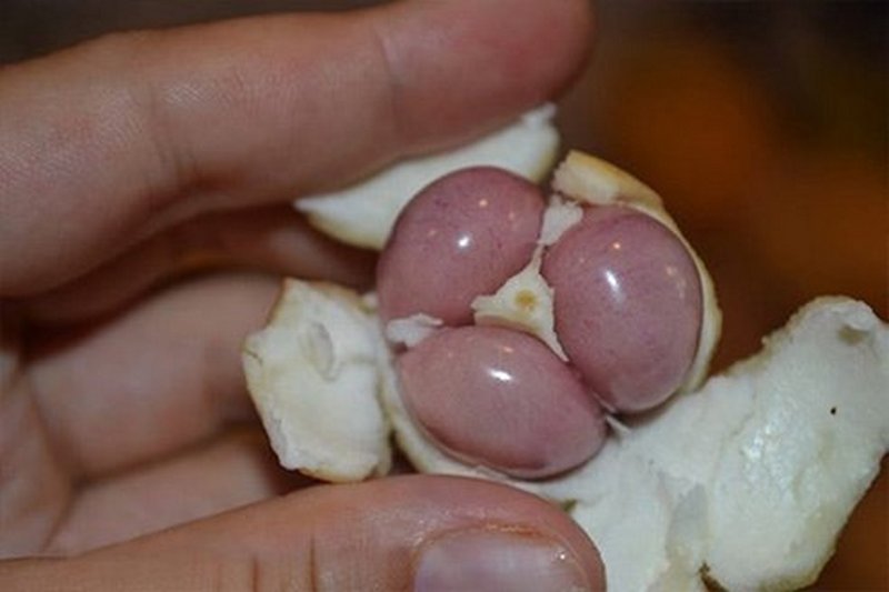 Prírodný a lacný prostriedok na zápal prostaty