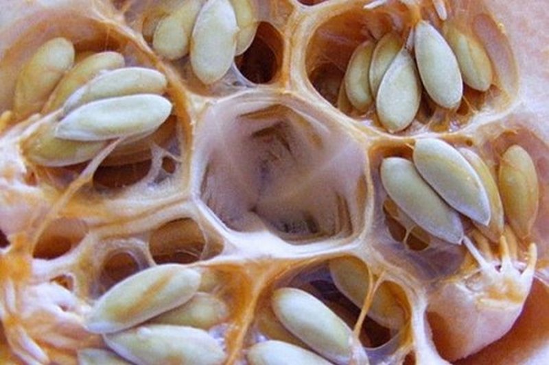 Gastroenteroloog: parasiidid teevad muret? Üks tass, millest tasub teada