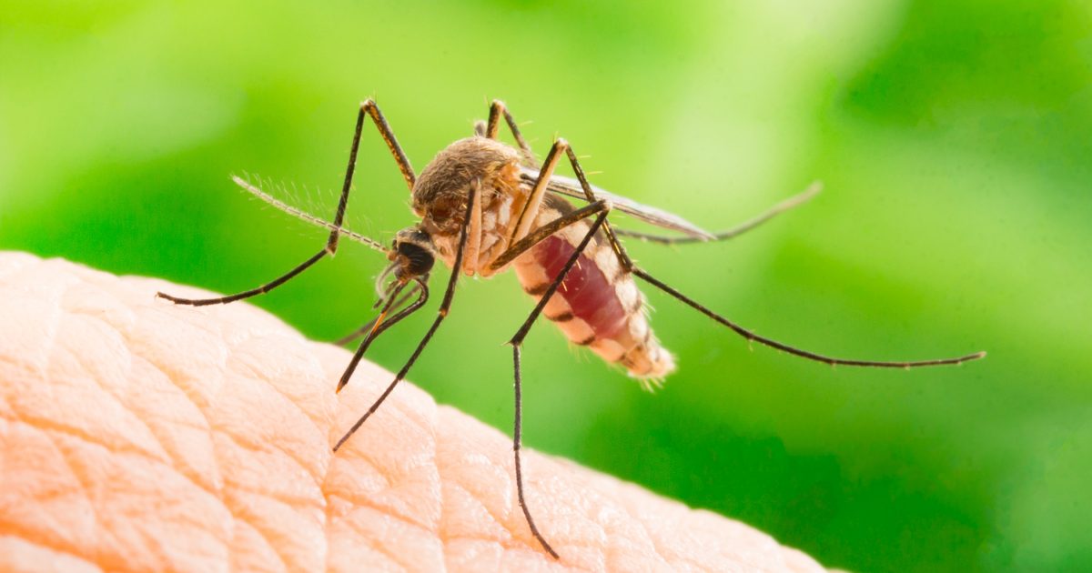 Komáři a domácí rady: citron s hřebíčkem i olejový repelent